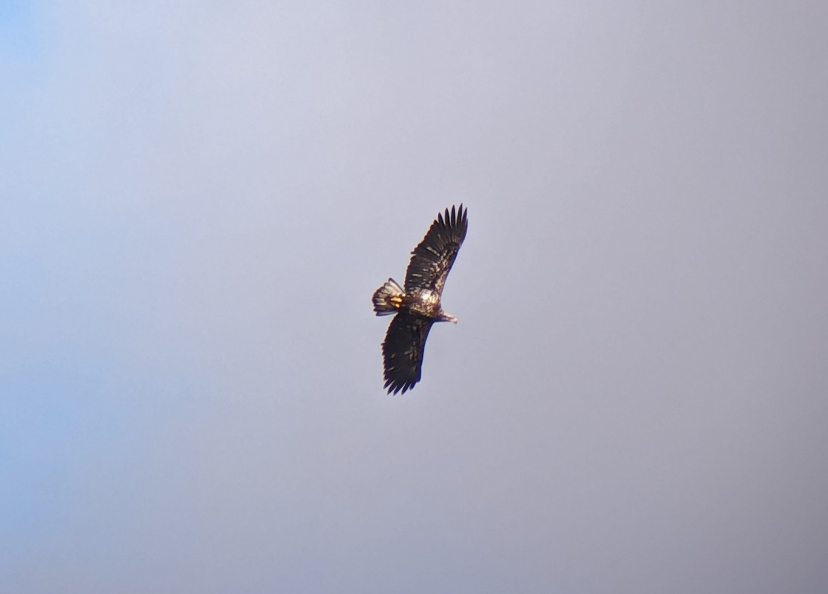 Bald Eagle - ML617686302