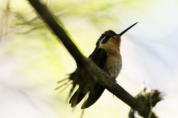 kolibřík fialovohrdlý - ML617686347