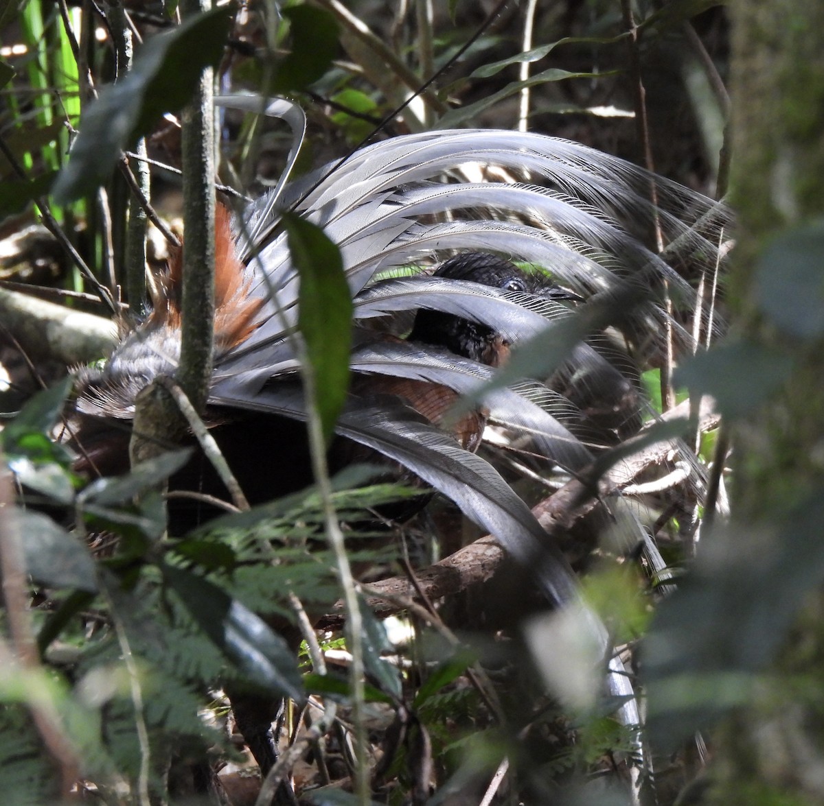 Albert's Lyrebird - ML617686359