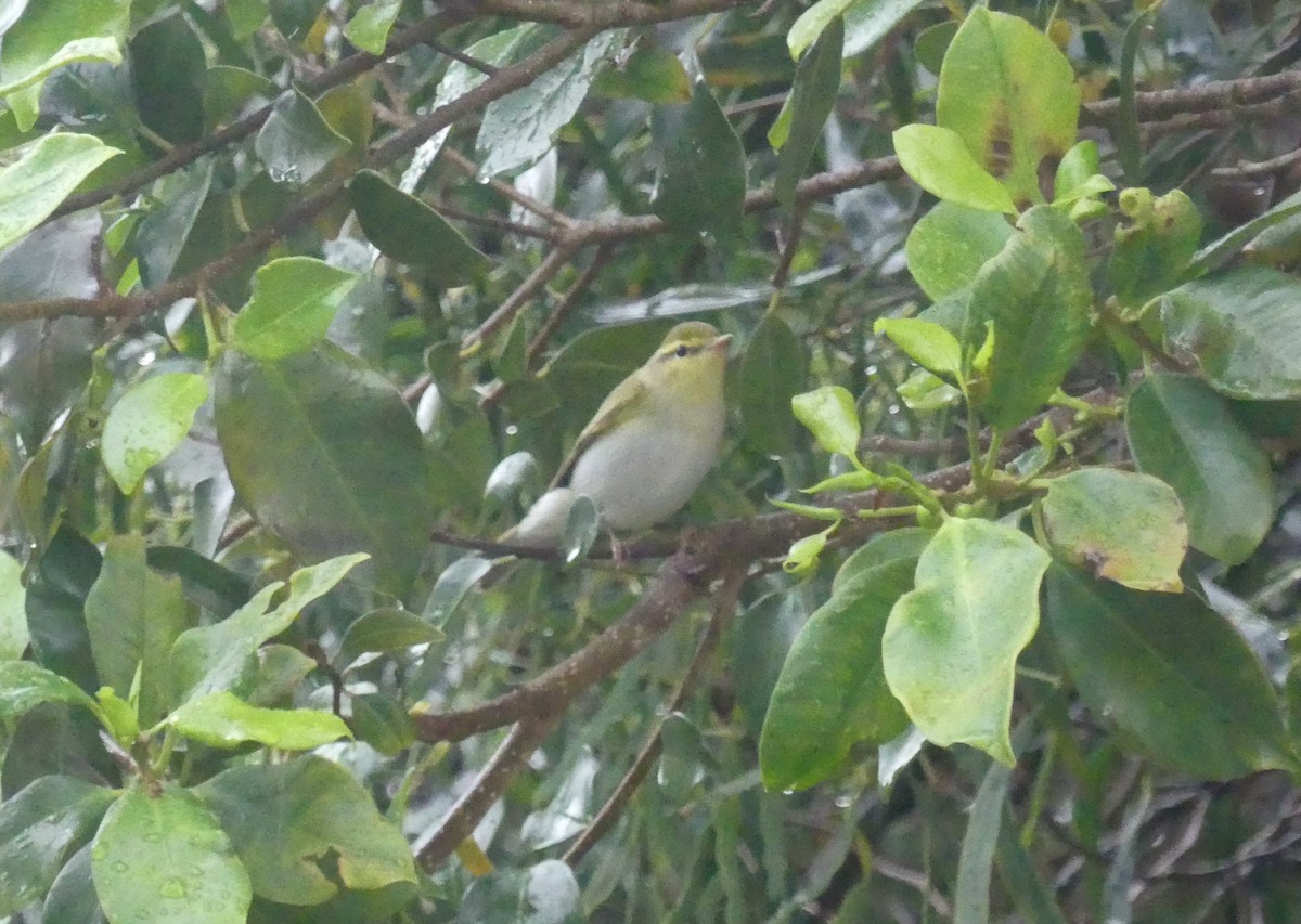 Wood Warbler - ML617686366