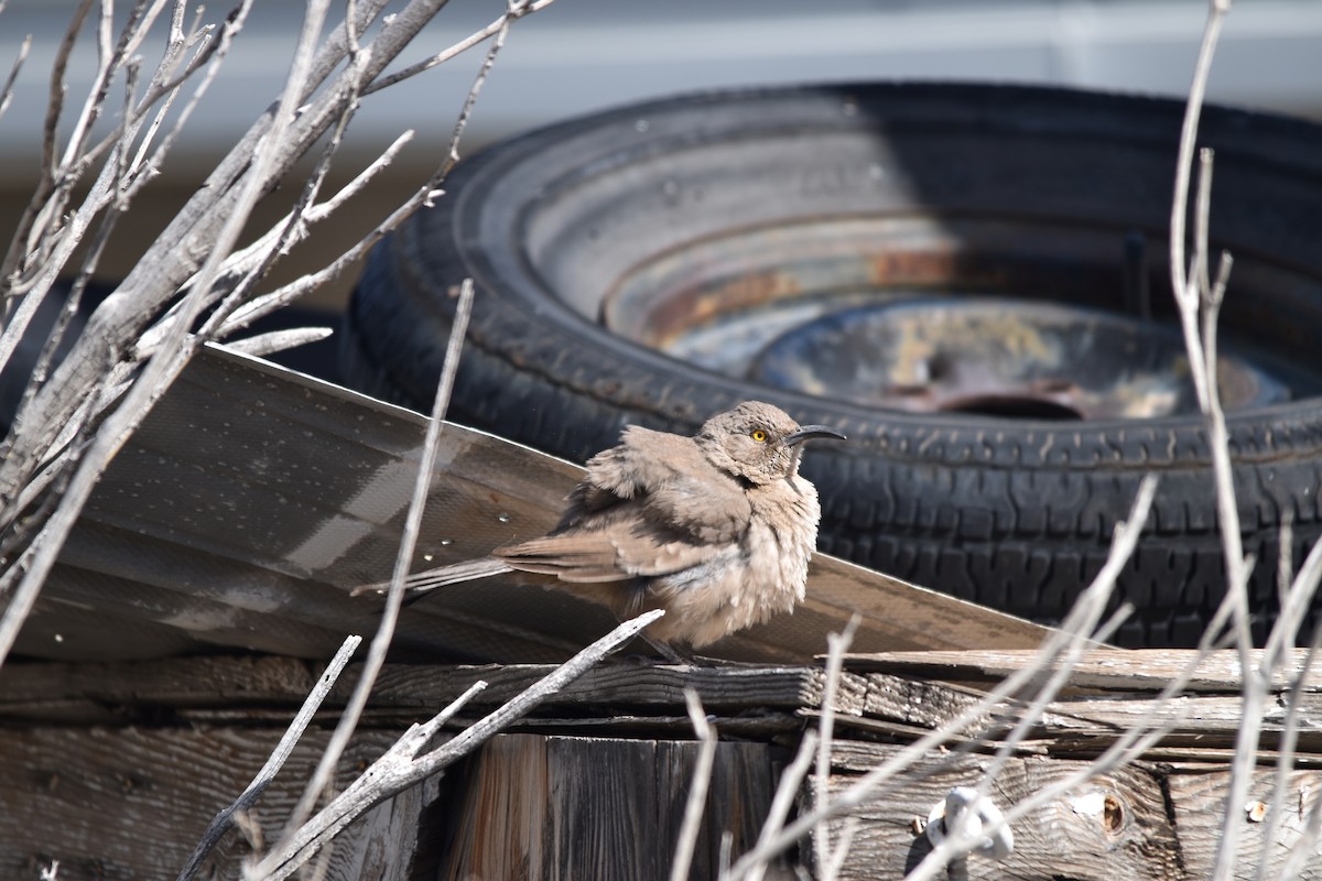 Curve-billed Thrasher - ML617686372