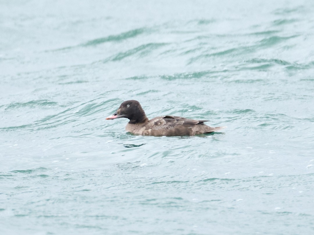 White-winged Scoter - ML617686373