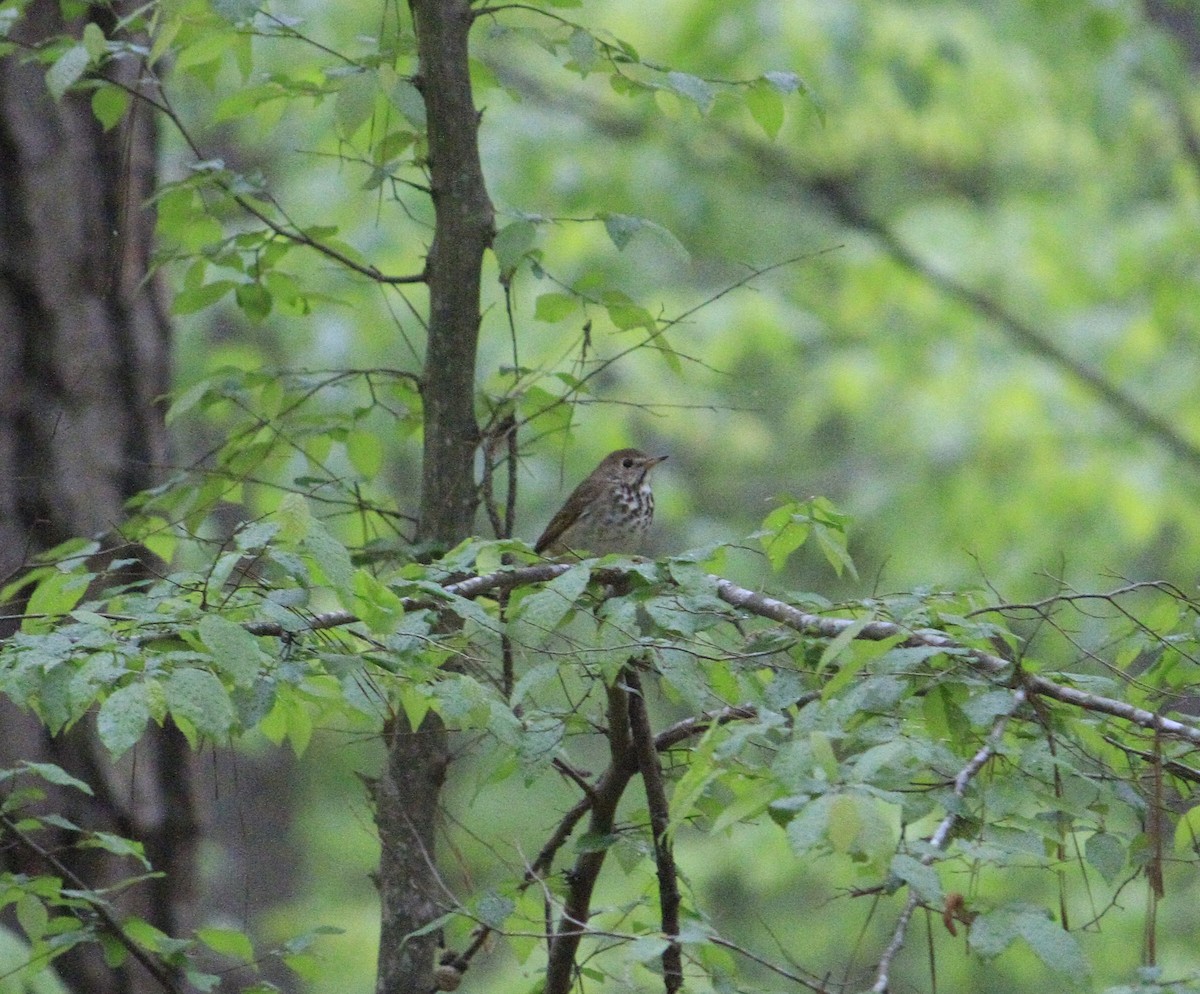 Wood Thrush - ML617686401