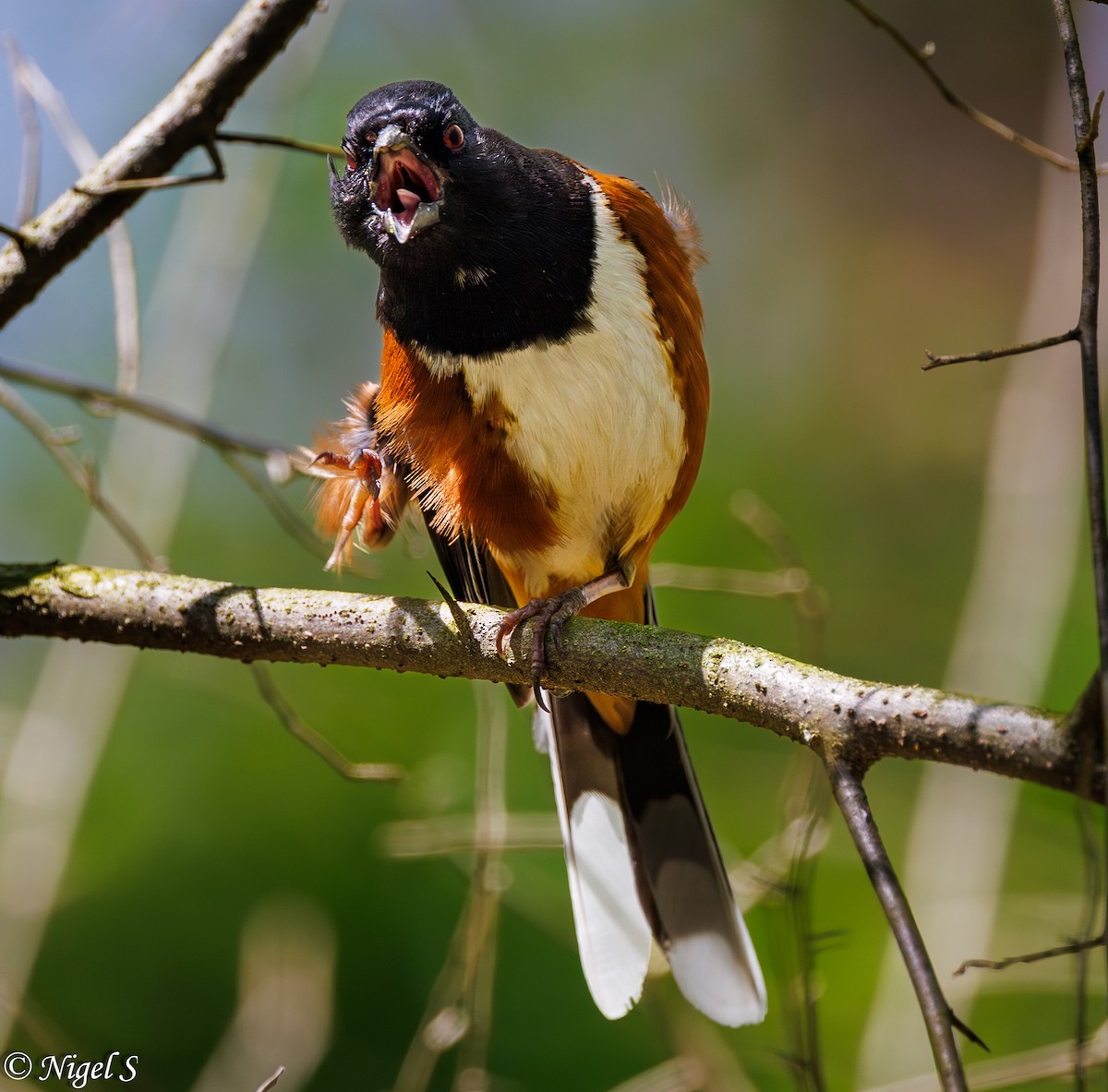 Eastern Towhee - ML617686402