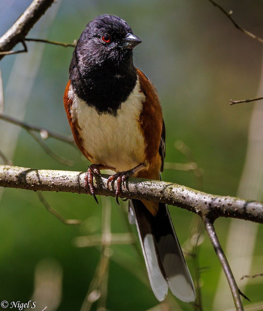 Eastern Towhee - ML617686404