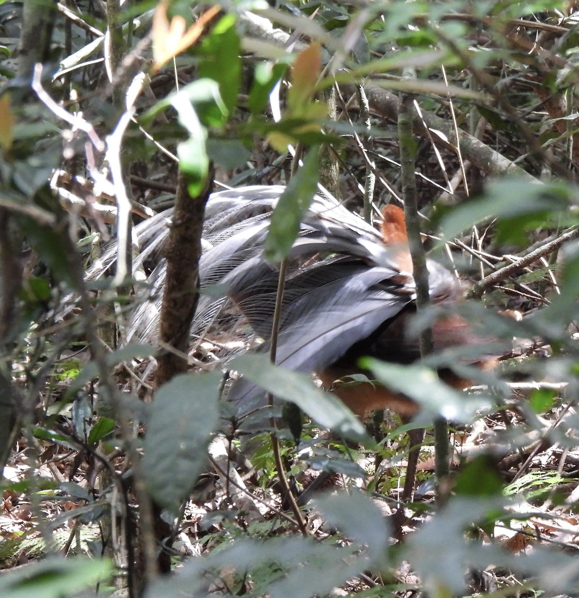 Albert's Lyrebird - ML617686411