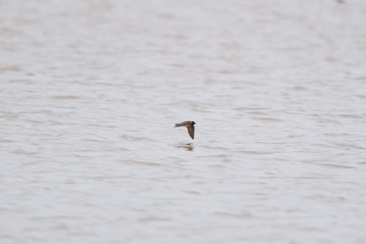 Cliff Swallow - ML617686416