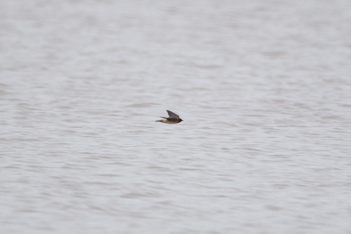 Cliff Swallow - ML617686417