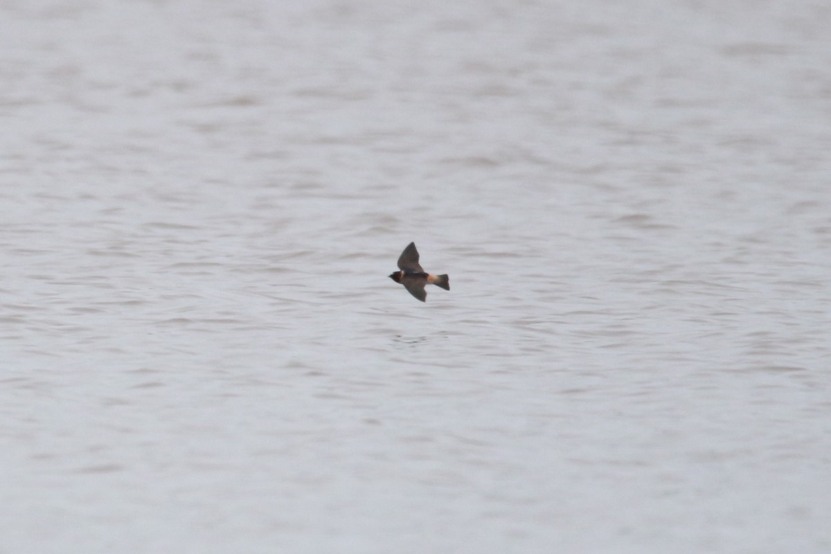 Cliff Swallow - ML617686418