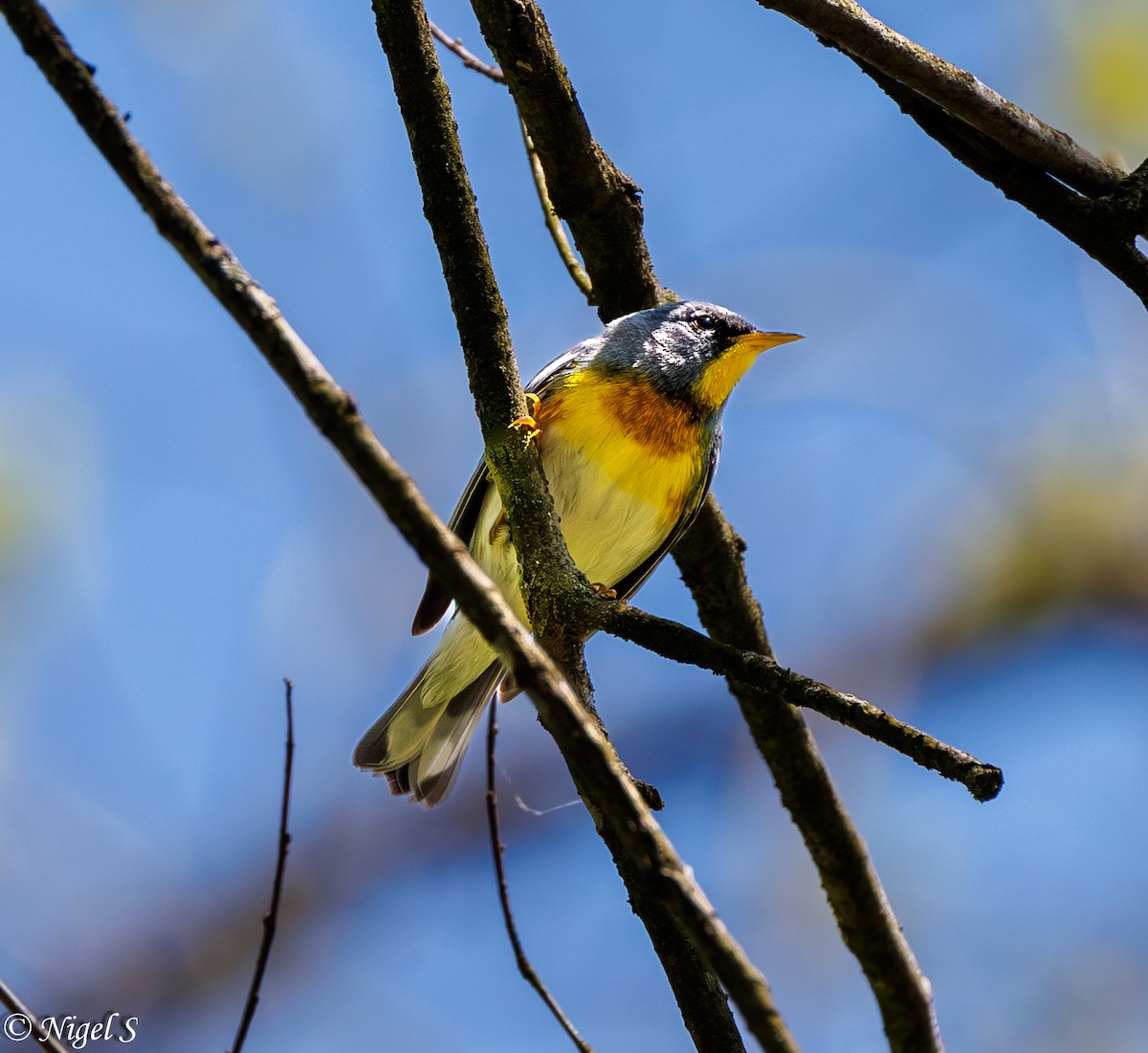 Northern Parula - ML617686426