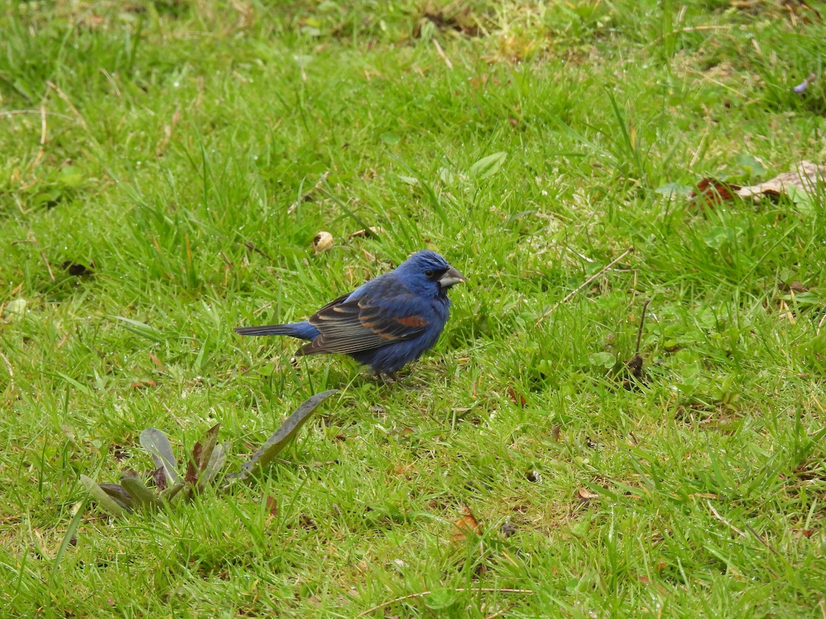 Blue Grosbeak - ML617686432