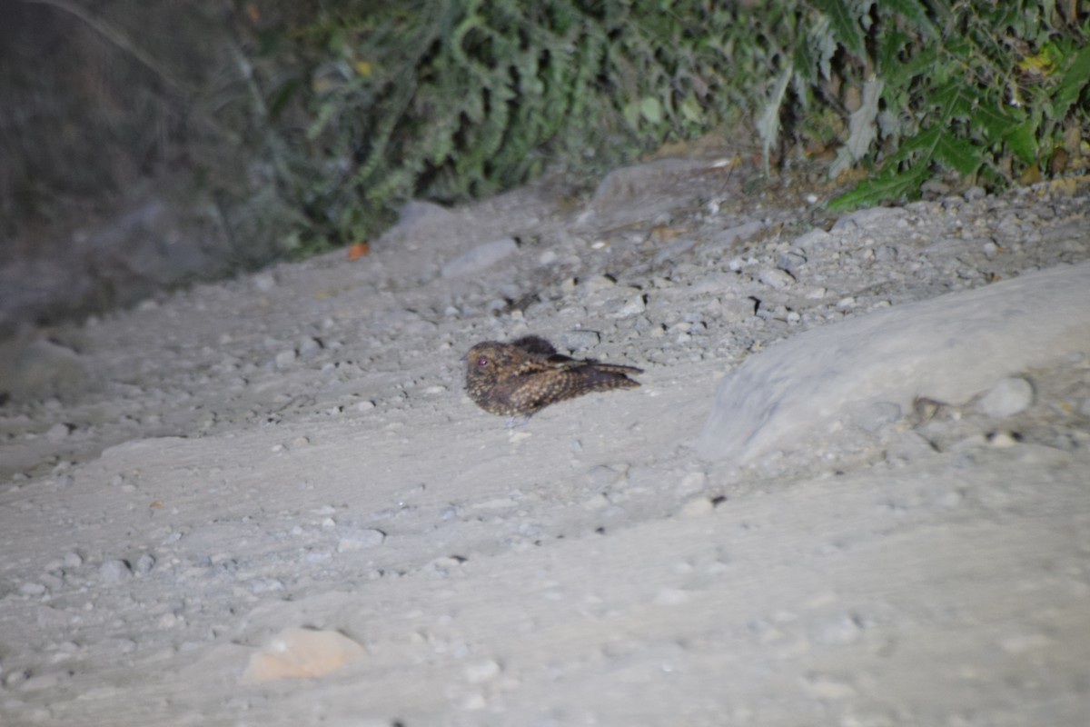 Dusky Nightjar - ML617686434