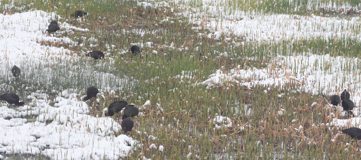 White-faced Ibis - Rob Cassady