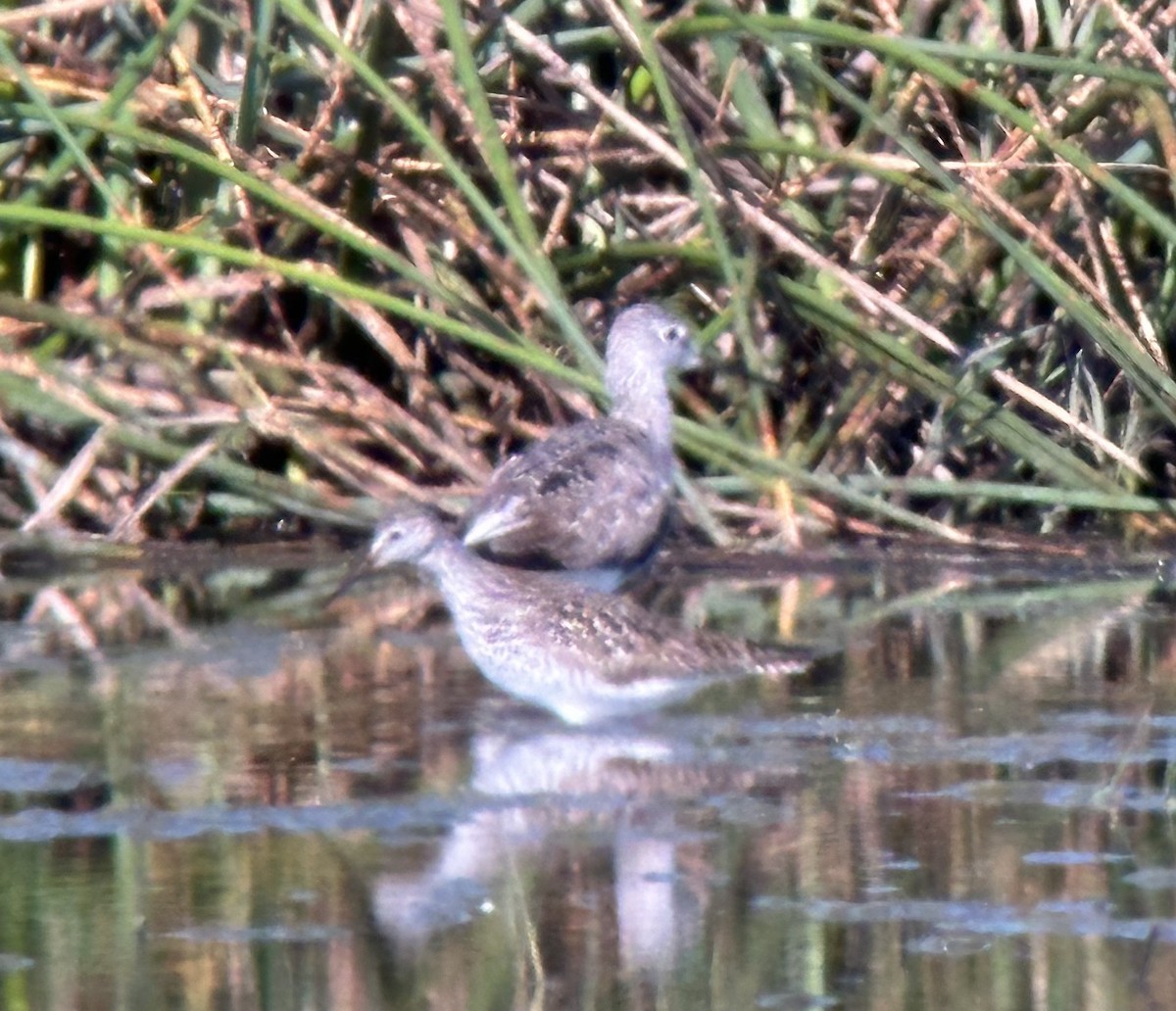 Lesser Yellowlegs - ML617686497