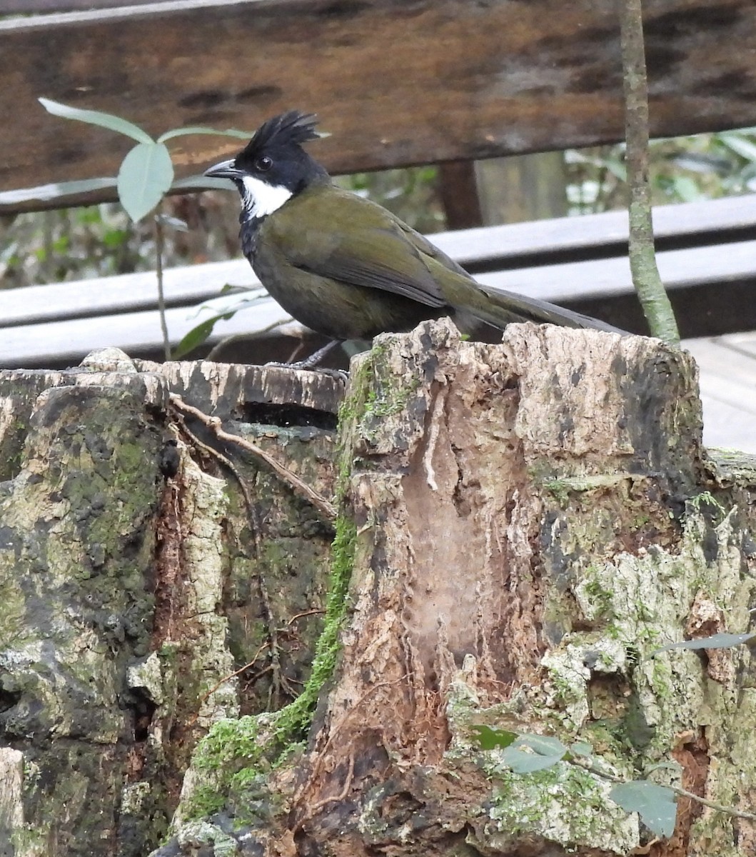 Eastern Whipbird - ML617686510