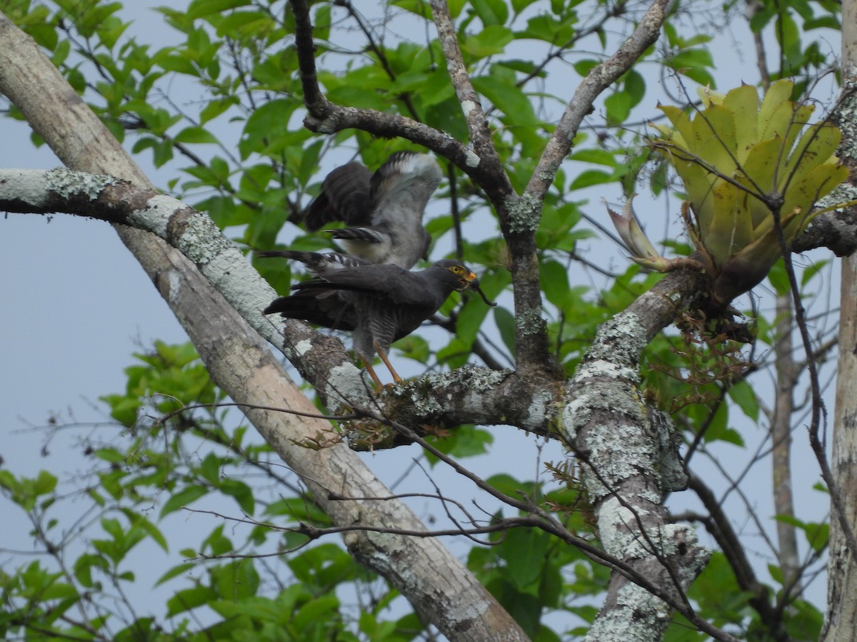 Roadside Hawk - ML617686539