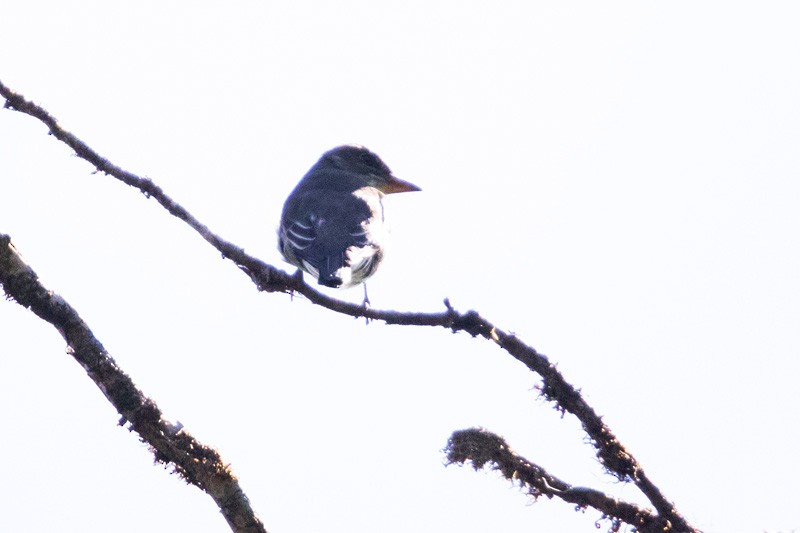 Olive-sided Flycatcher - ML617686546