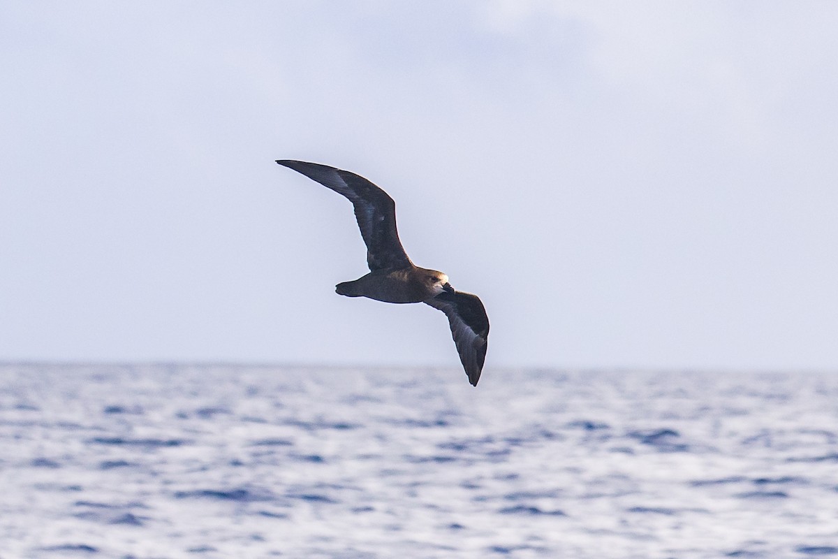 Gray-faced Petrel - ML617686642