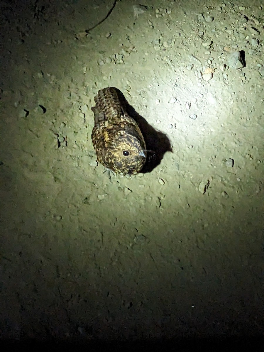 Dusky Nightjar - Jeffrey Greco