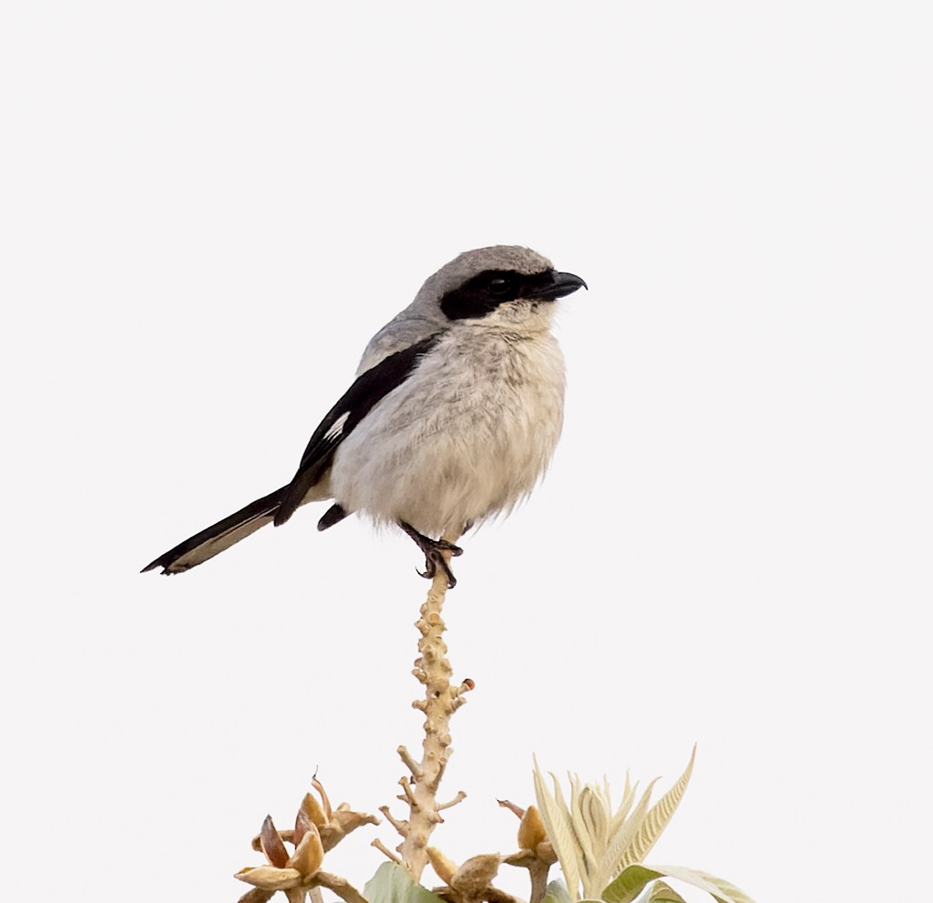 Loggerhead Shrike - ML617686670