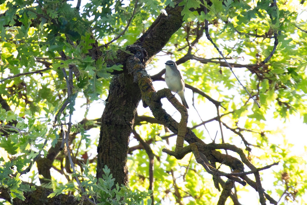 Cassin's Vireo - kasey foley