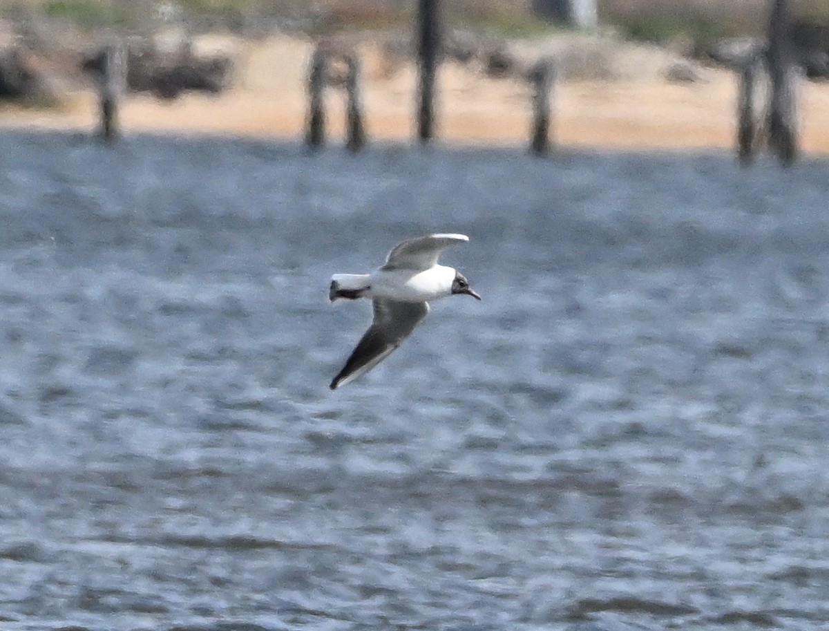 Gaviota Reidora - ML617686697