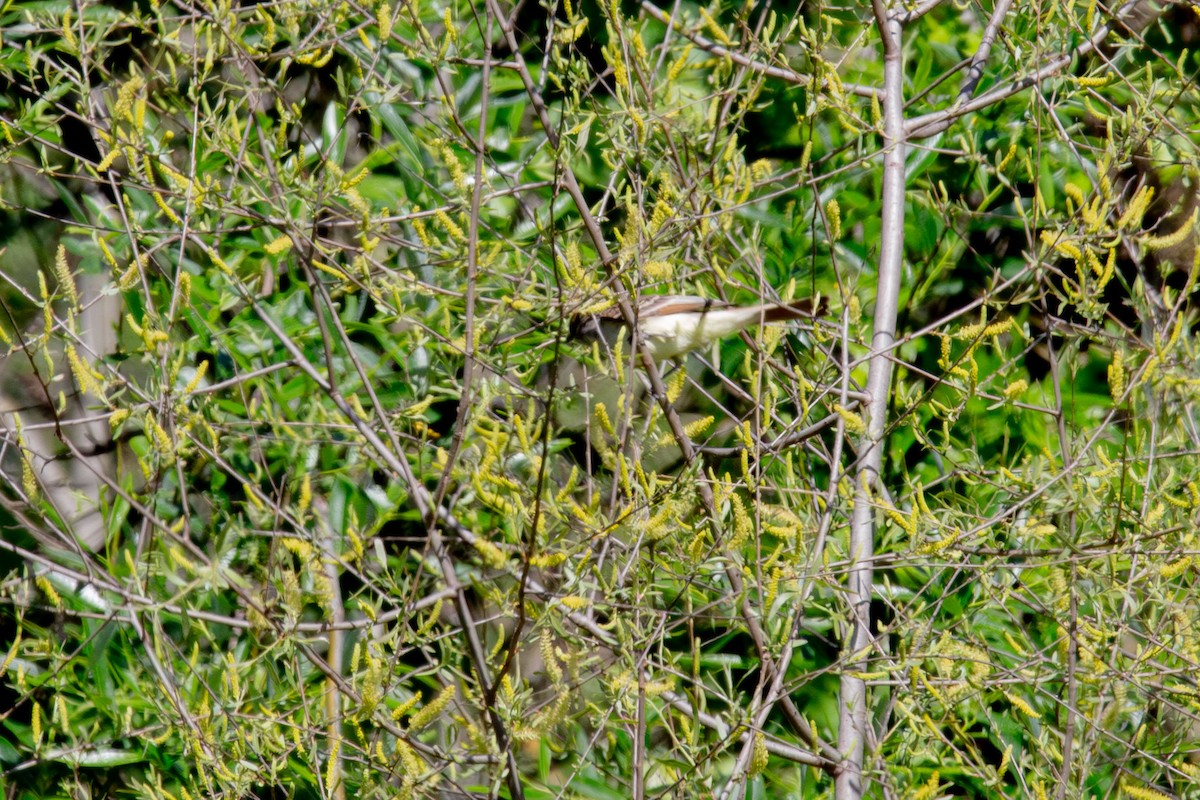 Ash-throated Flycatcher - kasey foley