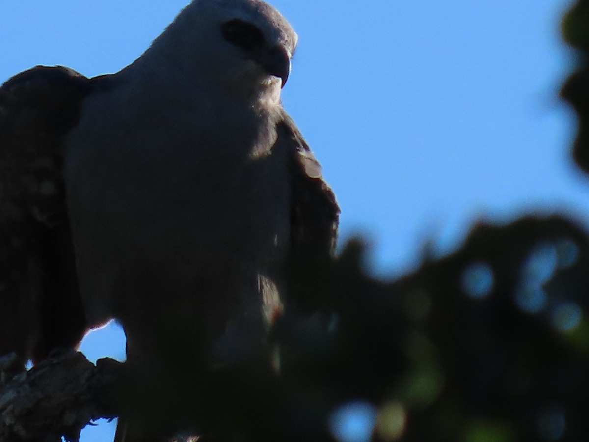 Mississippi Kite - ML617686729