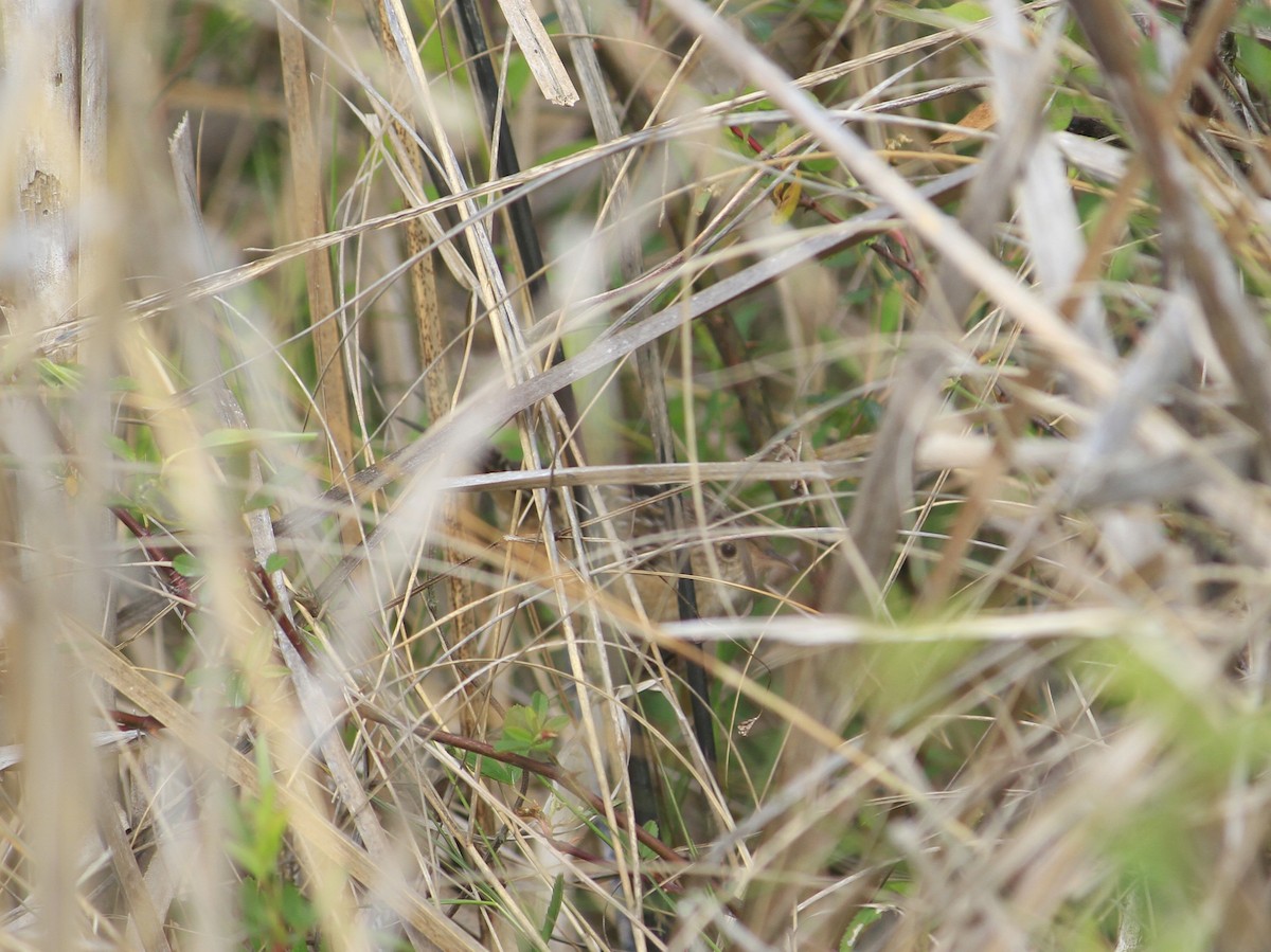 Sedge Wren - Matt Robertson