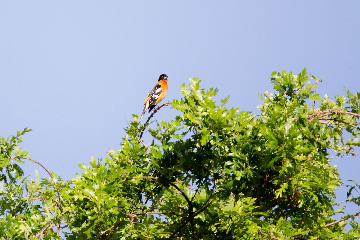 Black-headed Grosbeak - kasey foley