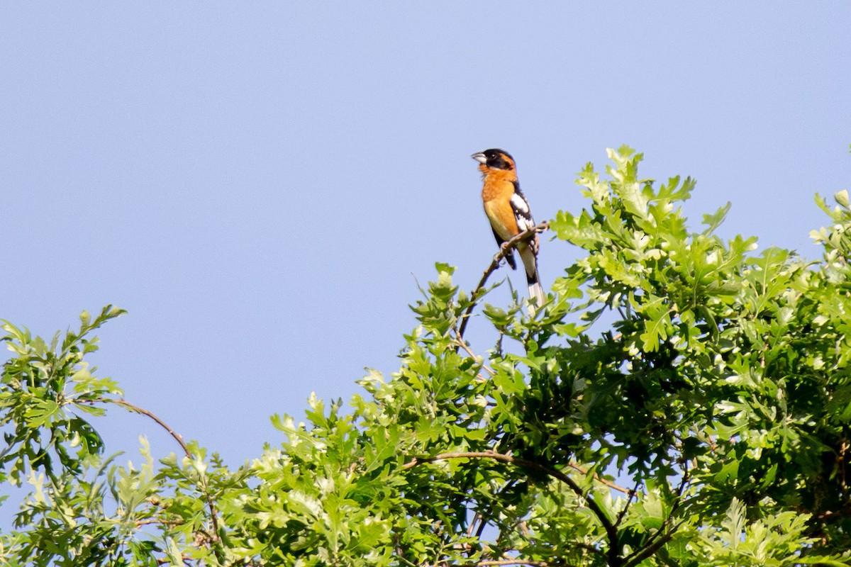 Black-headed Grosbeak - kasey foley