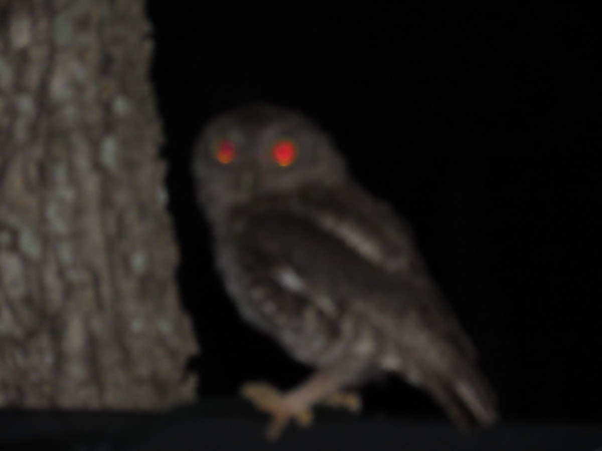 Eastern Screech-Owl - ML617686764