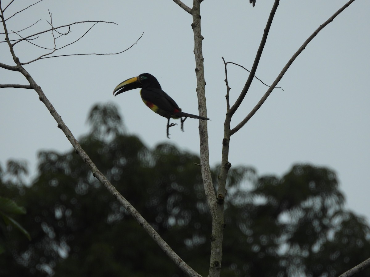 Many-banded Aracari - ML617686765