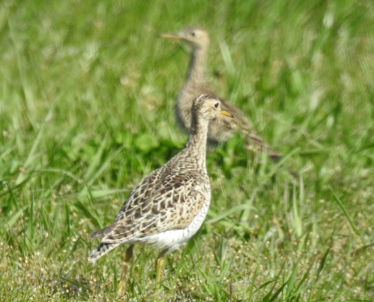 Upland Sandpiper - Jon Jenkins