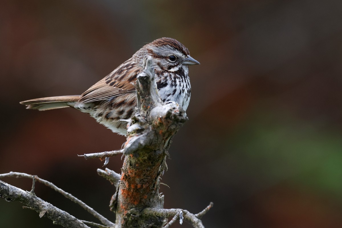 Song Sparrow - Torgil Zethson