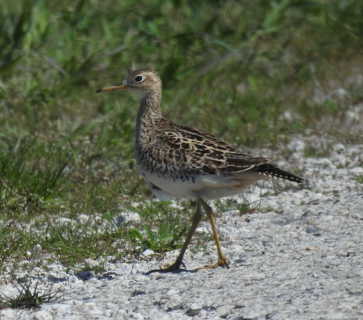 Upland Sandpiper - ML617686781