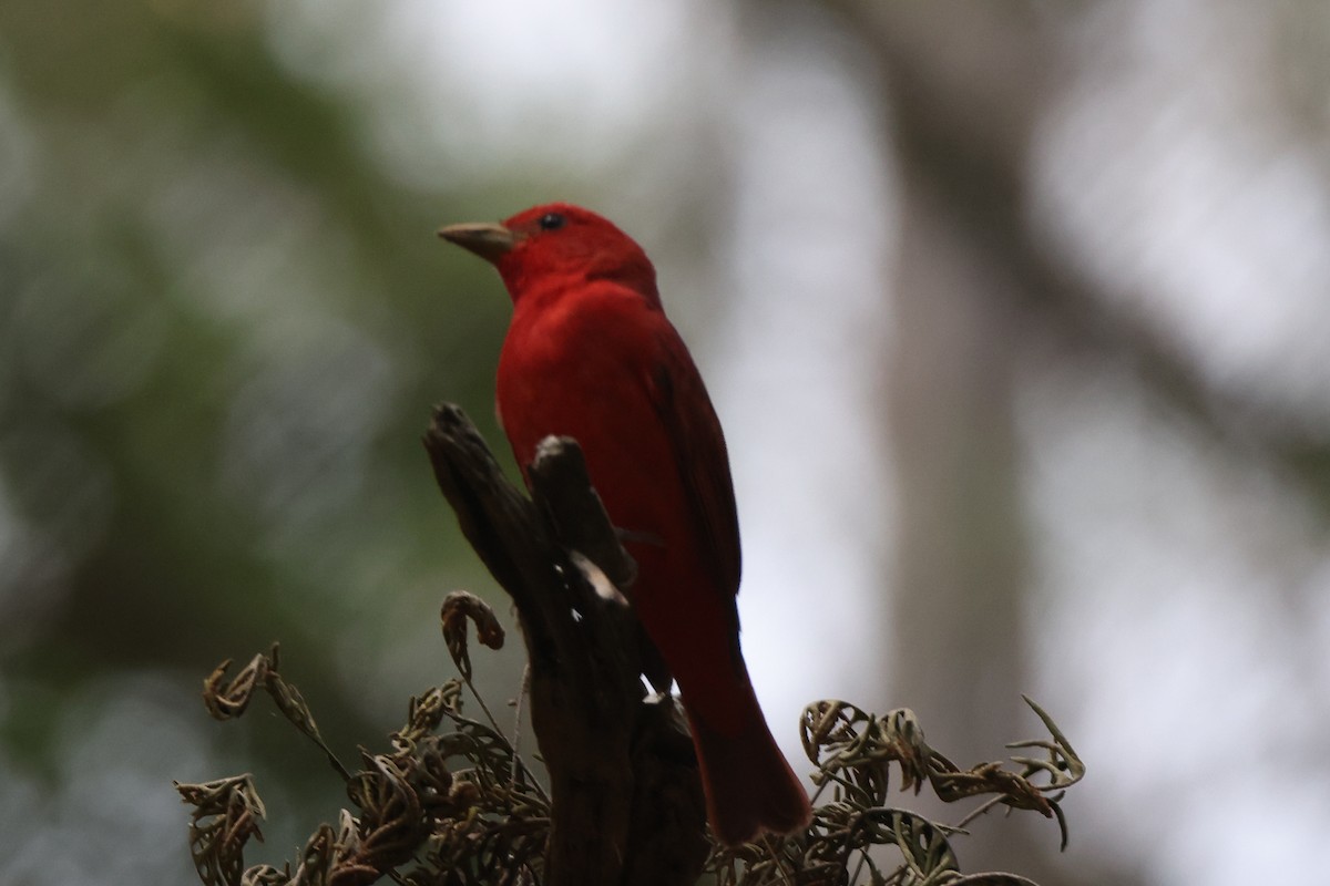 Summer Tanager - James Smith