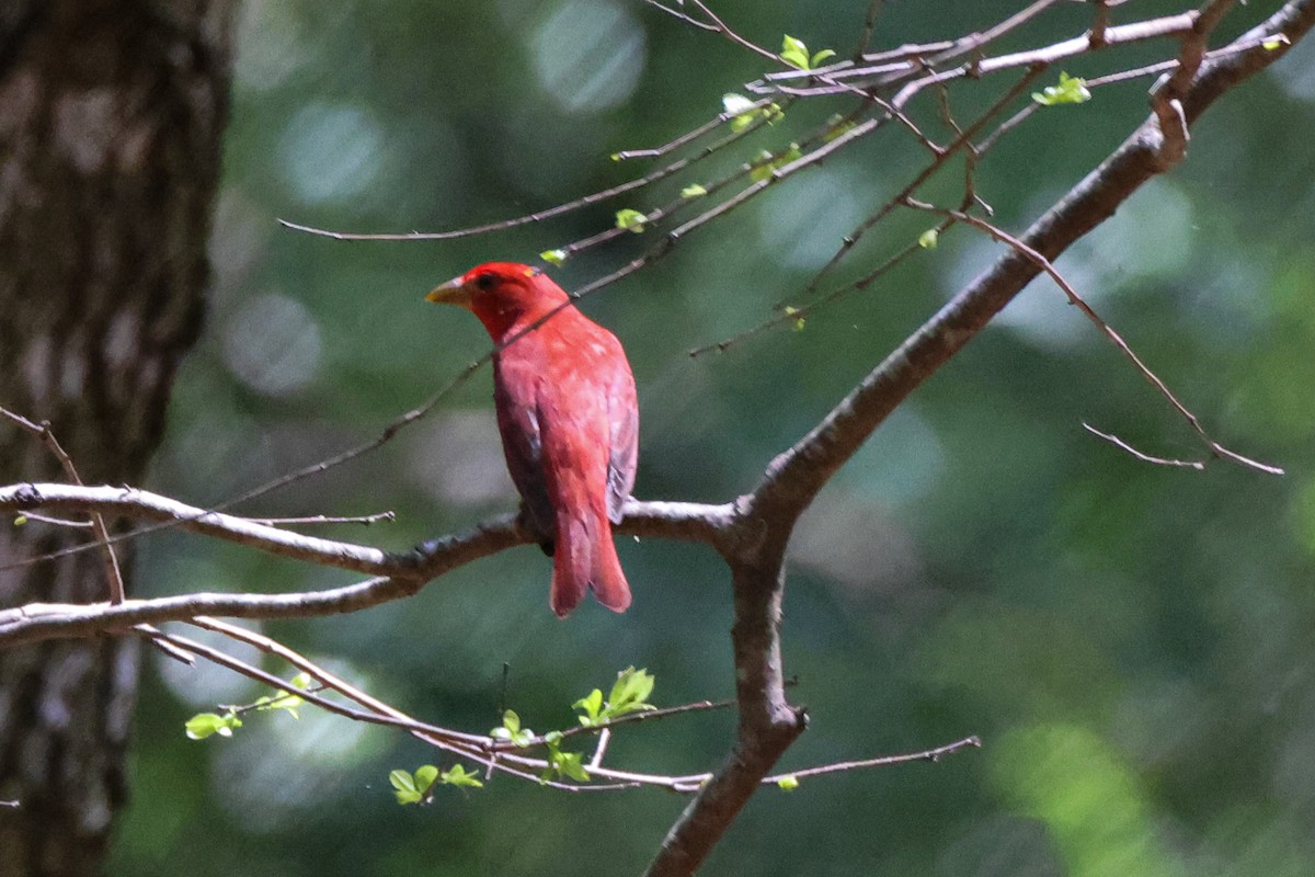 Summer Tanager - James Smith