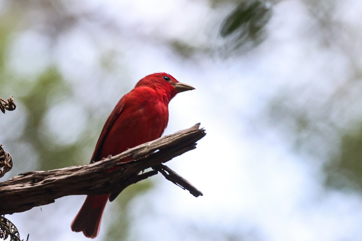 Summer Tanager - James Smith