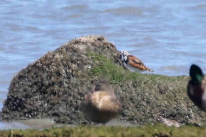 Ruddy Turnstone - ML617686817