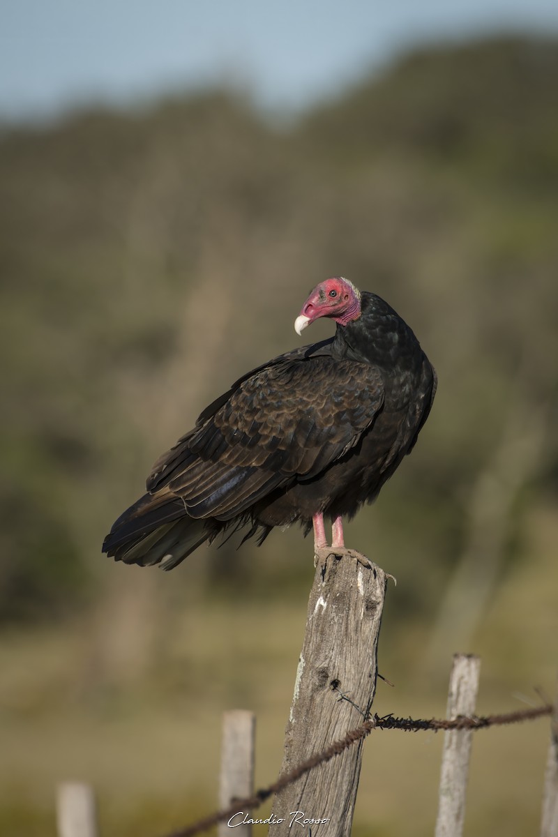 Turkey Vulture - ML617686860