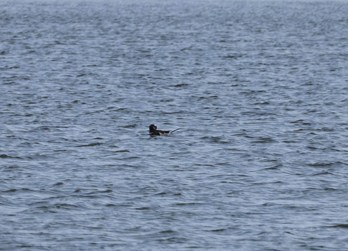 Long-tailed Duck - Mathias Bitter