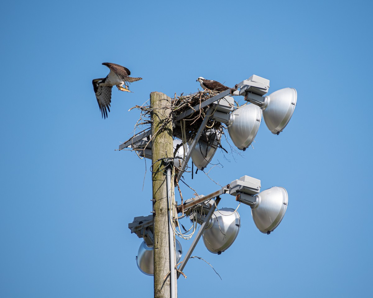 Osprey - ML617686880