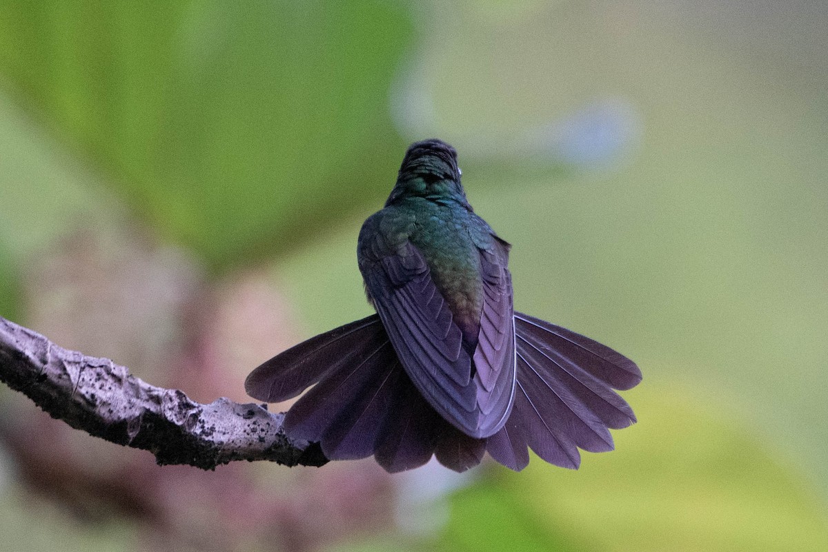 Bronz Kuyruklu Tüylü Kolibri - ML617686889