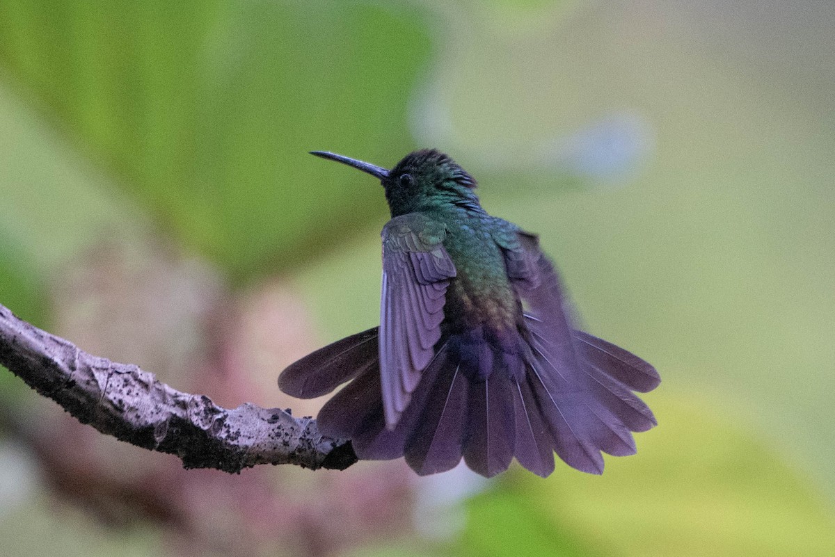 Colibrí Patirrojo - ML617686890