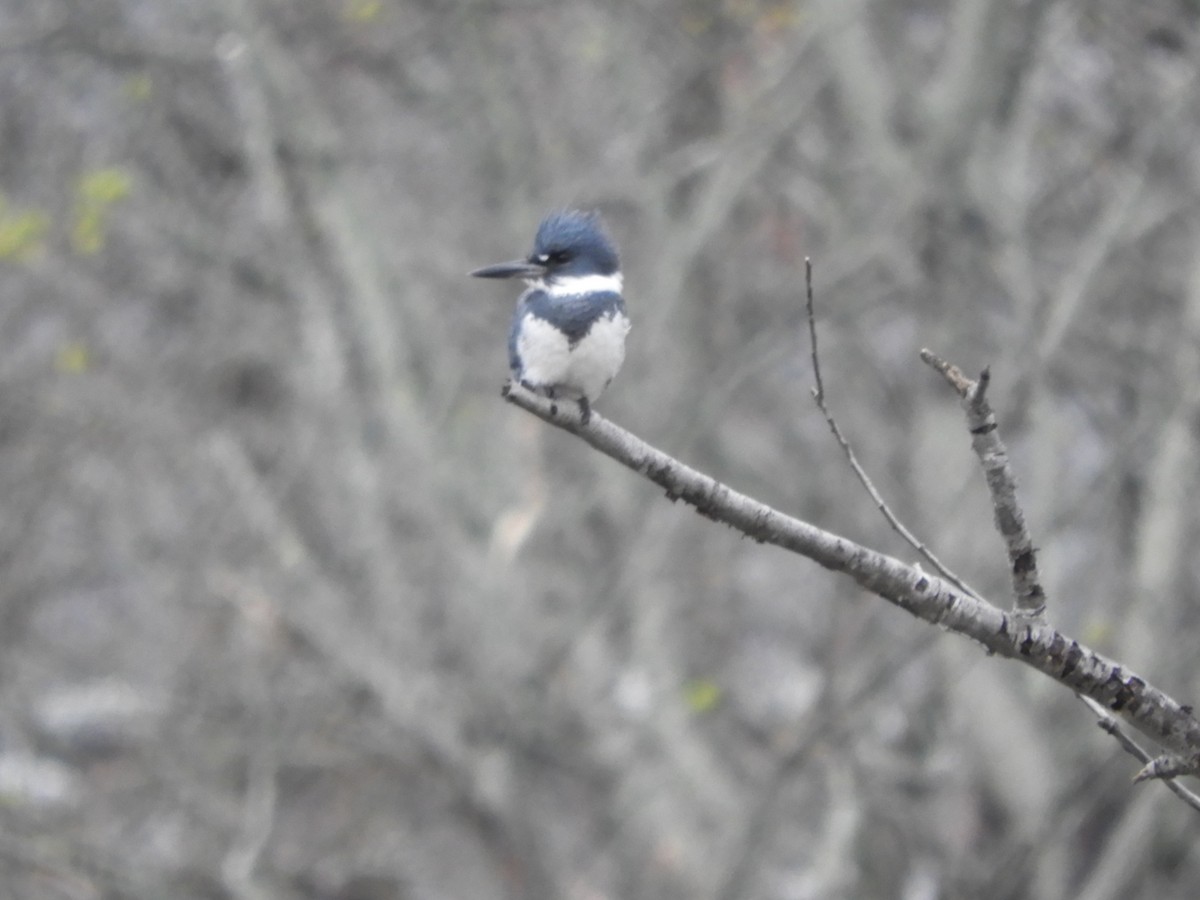 Belted Kingfisher - Laura Markley