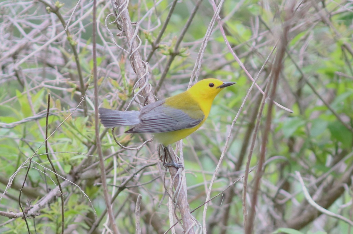 Prothonotary Warbler - ML617686927