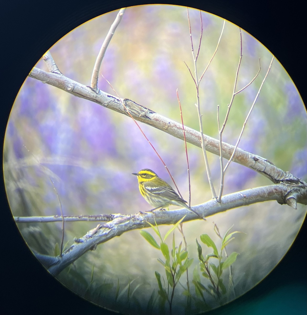 Townsend's Warbler - ML617686936