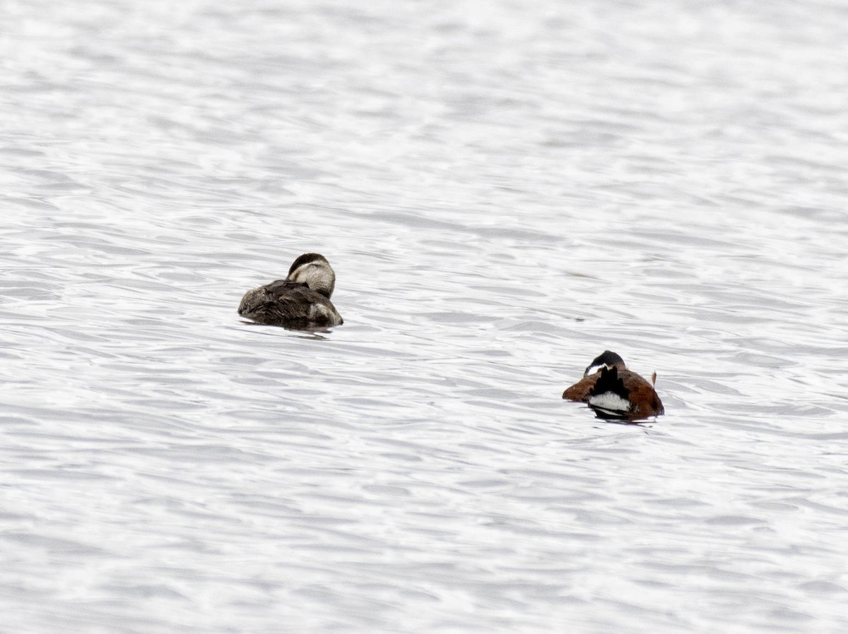 Ruddy Duck - ML617686973