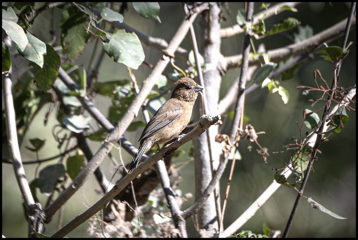 Blue Bunting - ML617686994